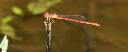 Desert Firetail