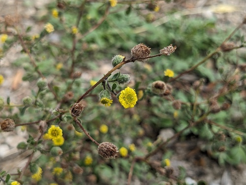 Small Fleabane