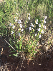 Penstemon guadalupensis