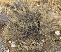 Thamnosma montana, photograph (c) Henrik Kibak, some rights reserved (CC BY)