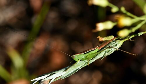 Wingless Meadow Katydid