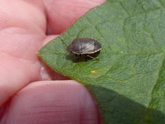 Holcostethus tristis