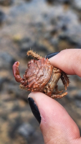 Red Ridged Clinging Crab