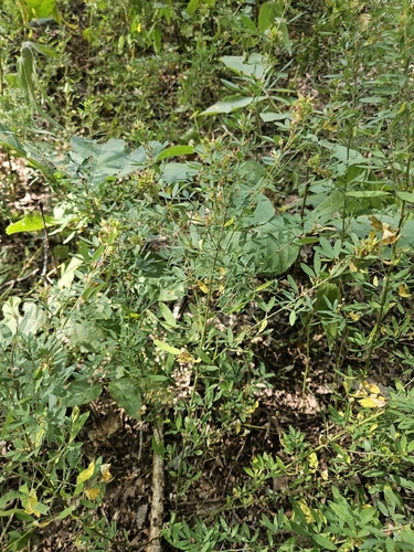slender bush clover