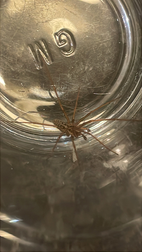 Giant House Spider Complex