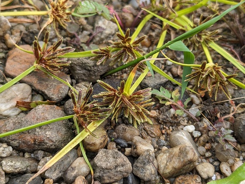 Brown Flatsedge