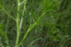 Argyresthia spinosella