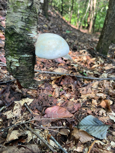 birch polypore