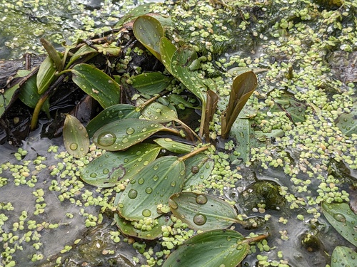 Longleaf Pondweed