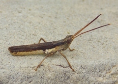 Acantherus piperatus