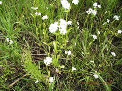 Valerianella umbilicata