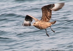 Great Skua photo 3