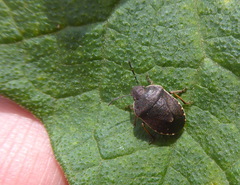 Holcostethus tristis