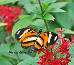 Heliconius ethilla
