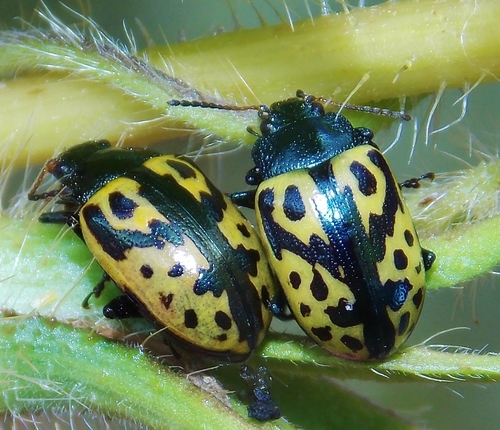 Calligrapha signatipennis