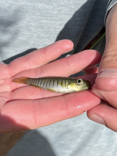 Lined Topminnow
