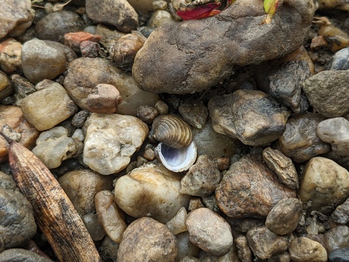 Asian Clam