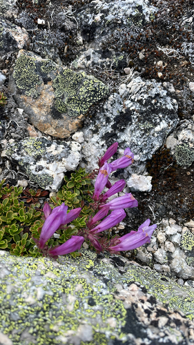 Penstemon davidsonii, photograph 1
