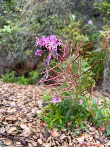 fireweed