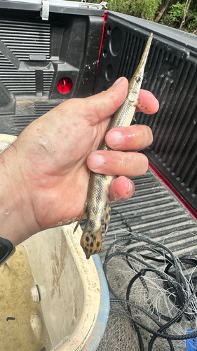 Longnose Gar