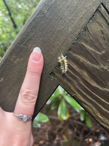 Banded Tussock Moth