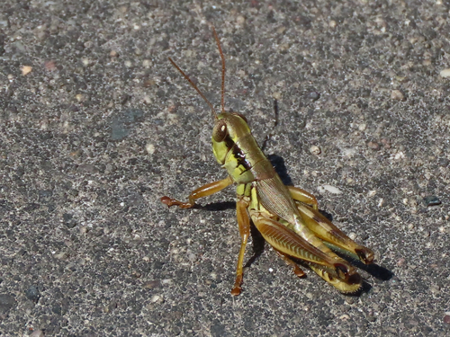 Large-headed Grasshopper