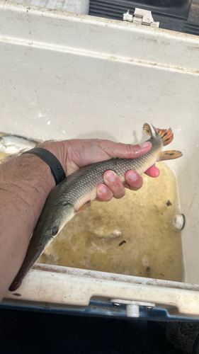 Shortnose Gar