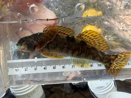 Tuckasegee Darter