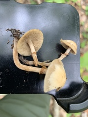Kuehneromyces marginellus
