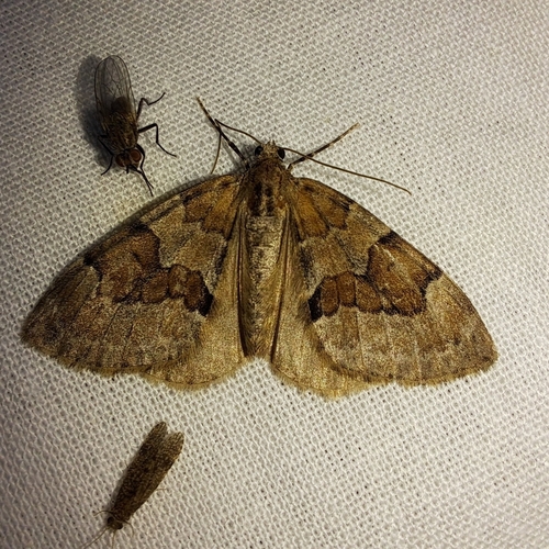 Grey Pine Carpet