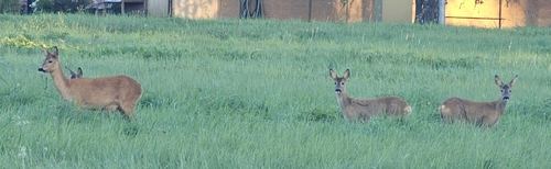 Western Roe Deer