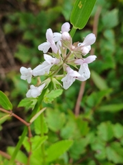Stachys floridana