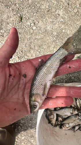 Grass Carp