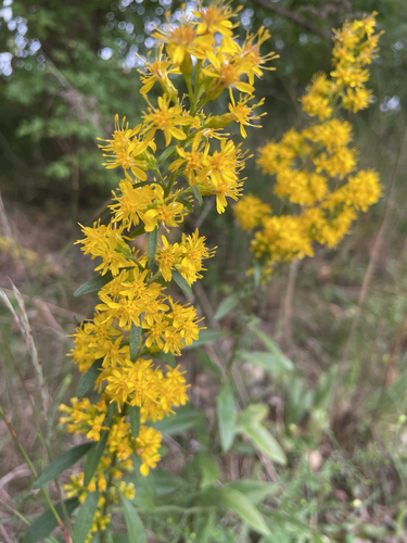 stiff-leaved showy goldenrod