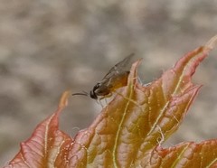 Caulocampus acericaulis