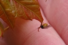 Caulocampus acericaulis