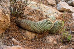 Coryphantha potosiana