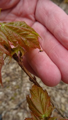 Caulocampus acericaulis