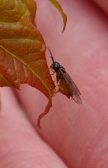 Caulocampus acericaulis