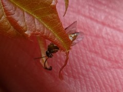 Caulocampus acericaulis