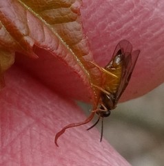 Caulocampus acericaulis