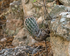 Coryphantha potosiana