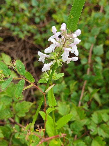 Stachys floridana, photograph 2