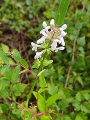 Stachys floridana, photograph (c) xanderferret, some rights reserved (CC BY)