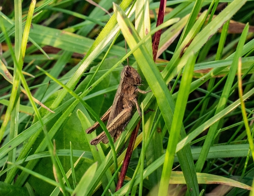 Steppe Grasshopper