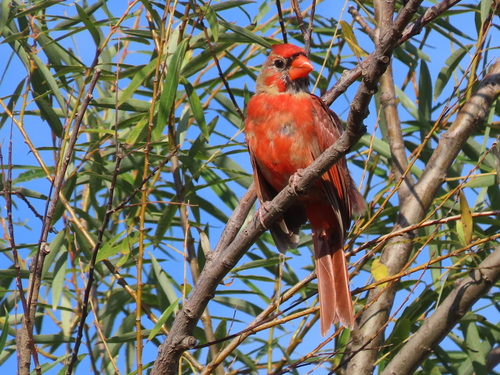 Northern Cardinal