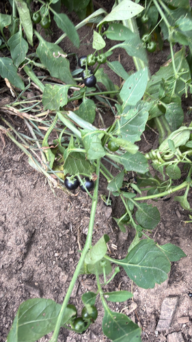 eastern black nightshade