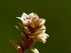 Epacris alpina