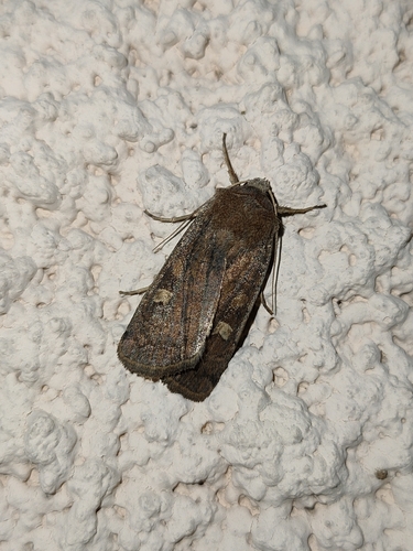 Square-spot Rustic