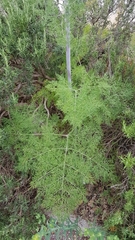 Ferula glauca
